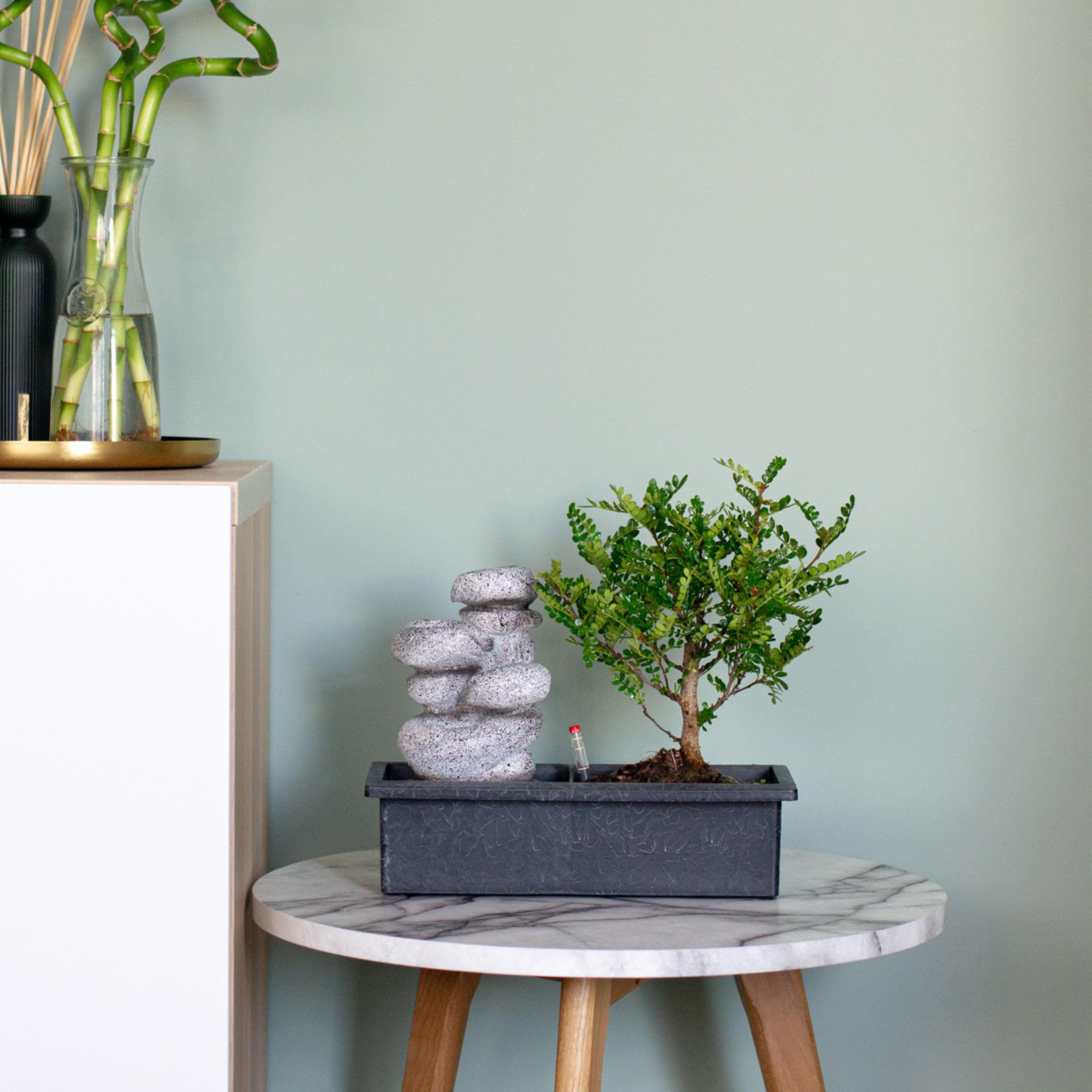Plant in a Box - Bonsaï avec système d'eau facile à entretenir et cascade d'eau sur des pierres zen - Plante d'intérieur - Hauteur 25-35cm