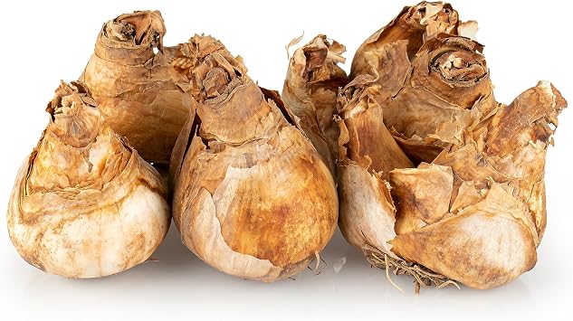 GreenBrokers Big Value Pack Daffodil Bulbs
