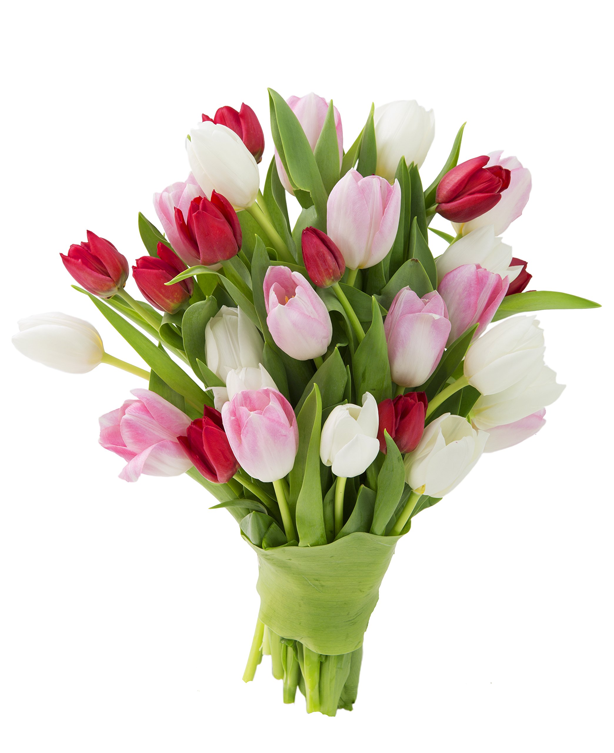 KaBloom Flowers - Combo Pack of Fresh Tulips of White, Red, and Pink 30 Count without vase - Gift for Birthday, Anniversary, Valentine, Mother’s Day Fresh Flowers