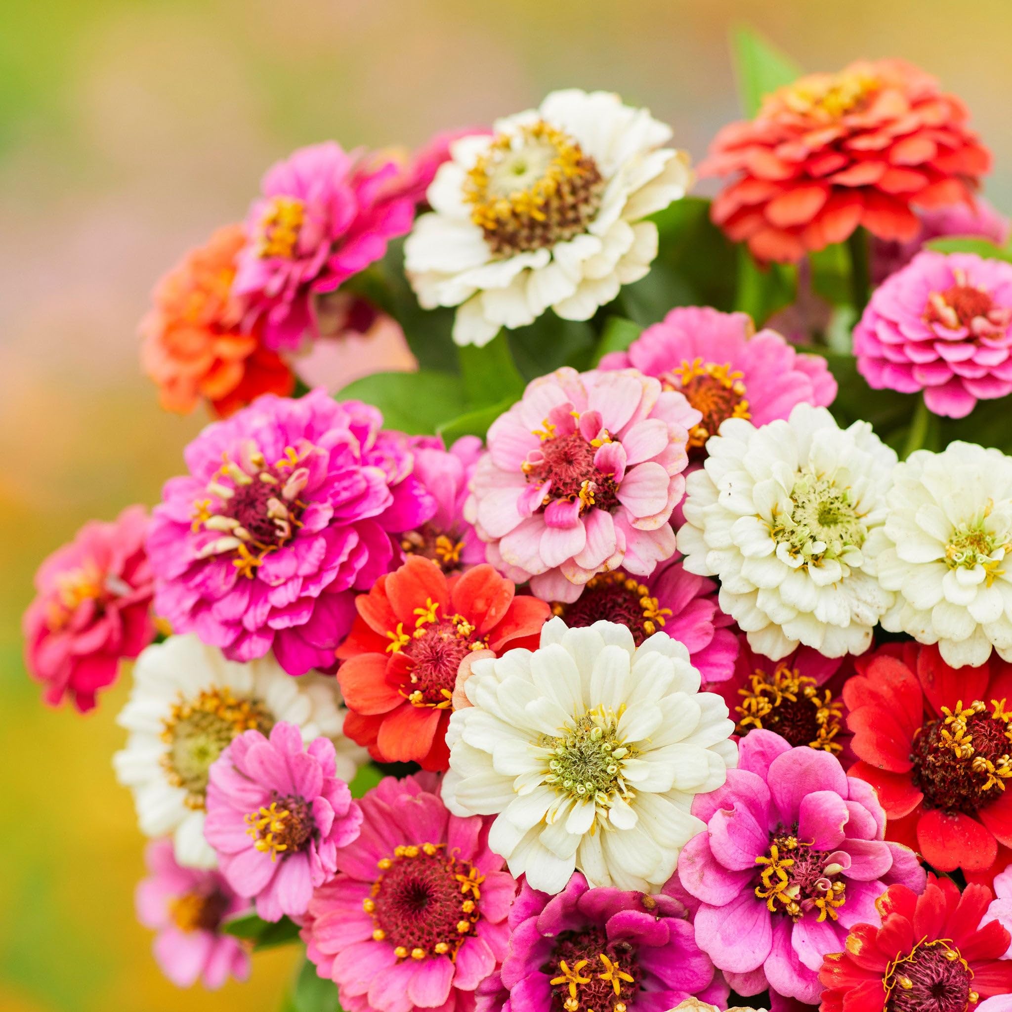 えみ　計７点☆MINI１・２・３カラフル Amazon.com : Eden Brothers Zinnia Seeds (Dwarf) - Thumbelina Mix