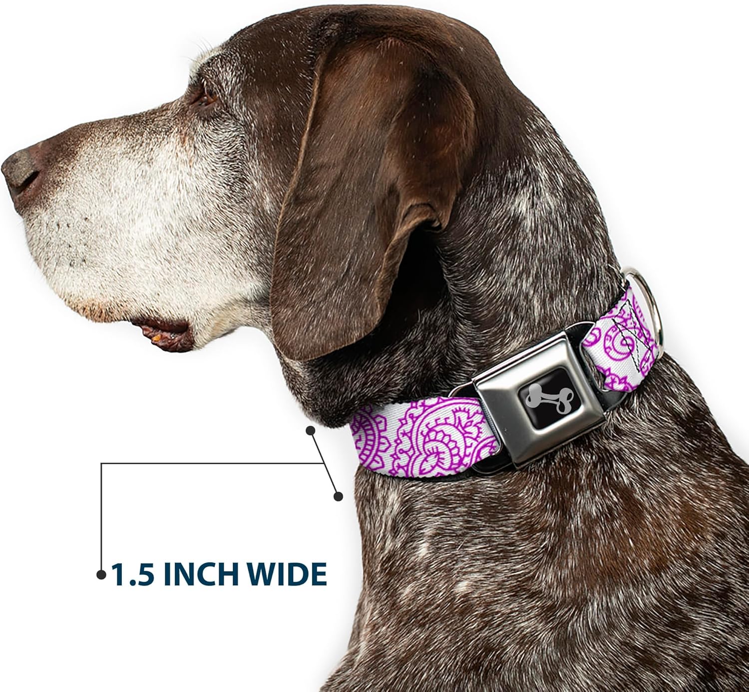 Dog Collar Seatbelt Buckle Bandana Skulls White Purple 11 to 17 Inches 1.0 Inch Wide
