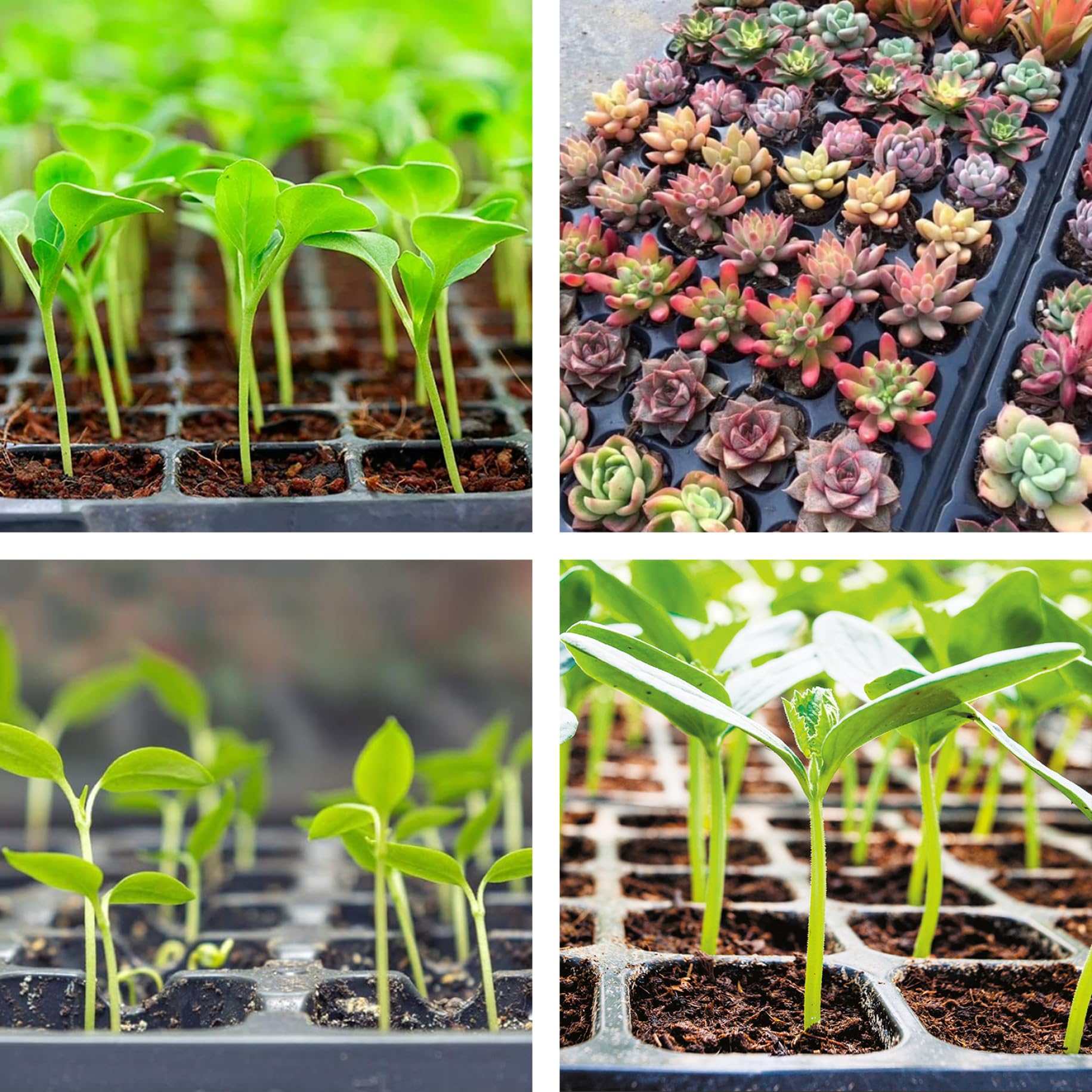 Plateaux de démarrage de semences 128 cellules Plante de Jardinage cultivant la Germination Plateaux de semis Plateaux de graines Station de Propagation de la Plante 10pcs