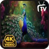 Peacock Bird Screensaver - Bird Songs & Nature Sounds