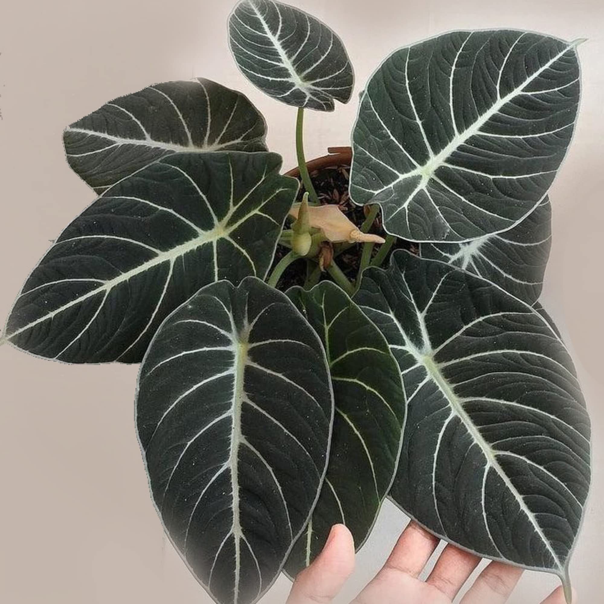 Guruji Plantation Alocasia Plant Indoor Plant For Home and Garden with Pot (Pack of 1) (Black) (B0BN8ZWFK3) Amazon Price History, Amazon Price Tracker