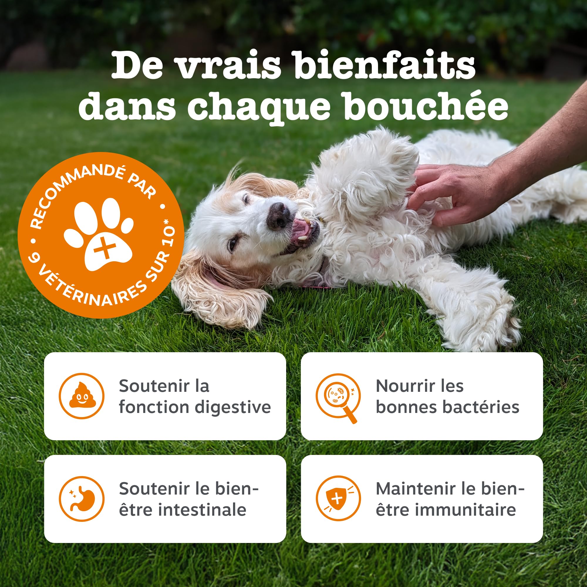 Zesty Paws Bouchées Probiotiques Chien | Supporte Digestion, Équilibre Intestinal, Système Immunitaire | Prébiotiques, Probiotiques, Postbiotiques | Usage Quotidien | 90 Bouchées