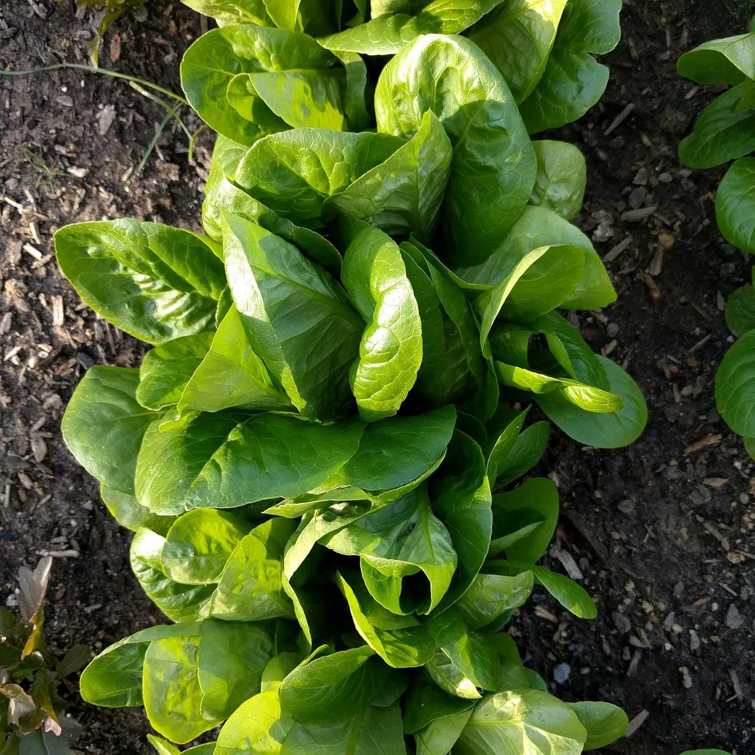 Little Gem Romaine Lettuce Garden Seeds - 1 Lb - Non-GMO Vegetable Gardening & Micro Greens Seed