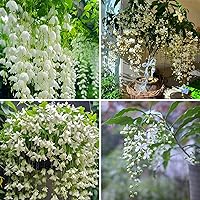 100+ Climbing Weeping Jasmine Seeds - Perennial Fragrant Heirloom Non-GMO Climber Flowers for Home Garden Trellis