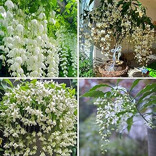 Mixrug Climbing Weeping Jasmine Seeds for Planting, 300+pcs Fragrant Climber Jasmine Perennial Flower Seeds Plants, Heirloom Non-GMO Beauty Climbing Flowers for Home Garden Outdoors