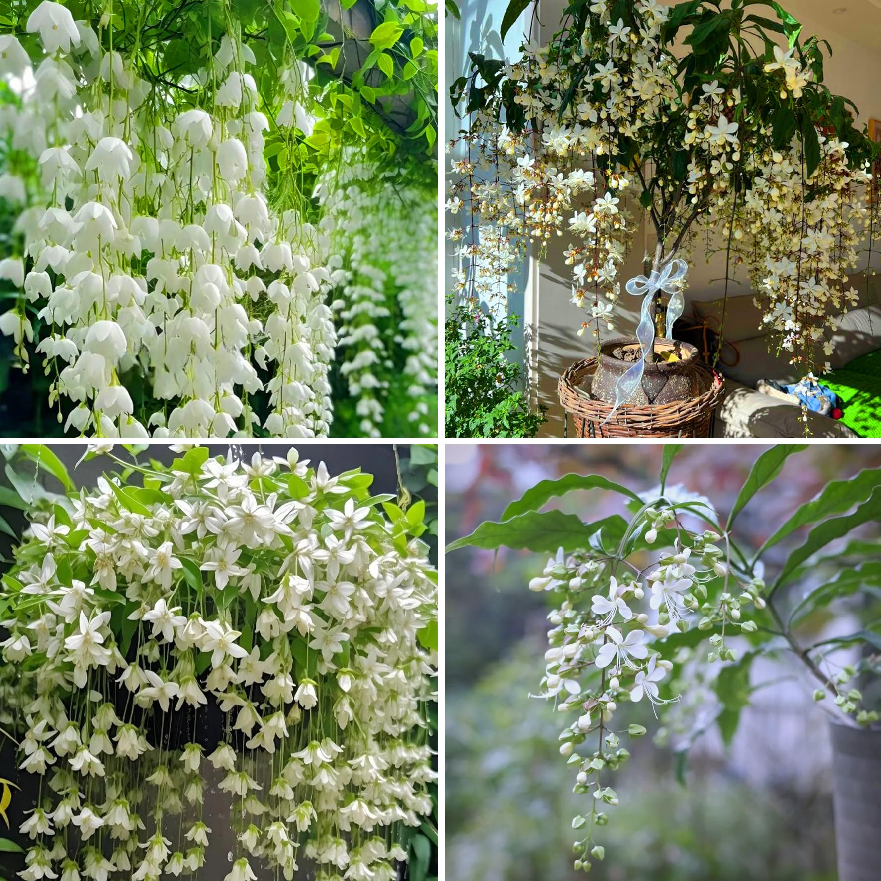 Climbing Weeping Jasmine Seeds for Planting, 300+Pcs Fragrant