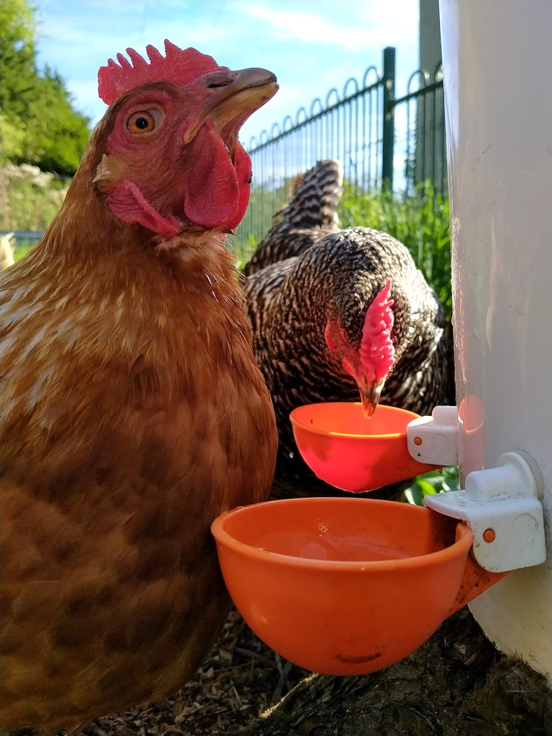 (5 Pack) Lil Clucker Large Automatic Chicken Waterer Cups | Chicken Water Feeder Suitable for Chicks, Duck, Goose, Turkey and Bunny | Poultry Water Feeder Kit (Orange) : Patio, Lawn & Garden