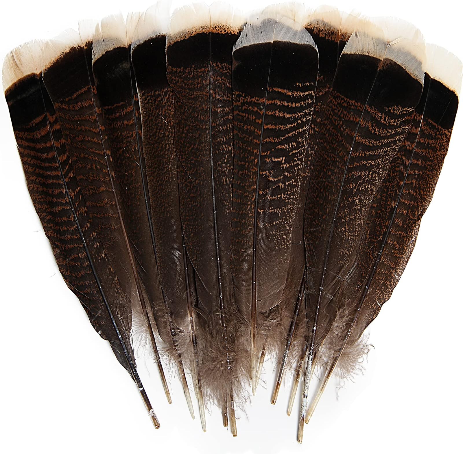 THARAHT 24pcs Natural Wild Turkey Tails Feathers Quill Bulk 8-10inch 20-25cm for DIY Crafts Project Collection Wedding Decoration Wild Turkey Tails Feather