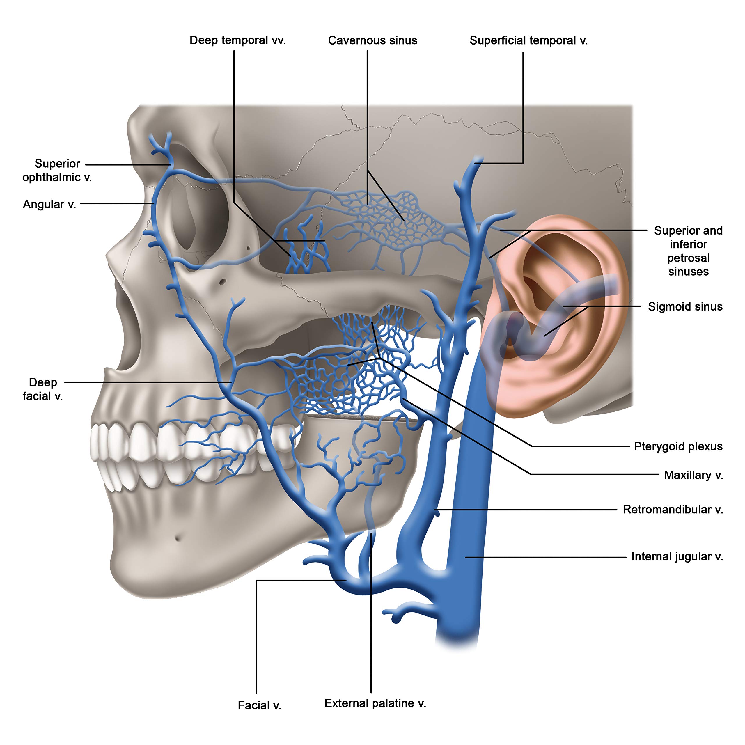 Pterygoid Implants: The Art and Science product thumbnail 4