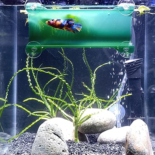 Marca Betta Tunnel (verde oscuro translúcido)