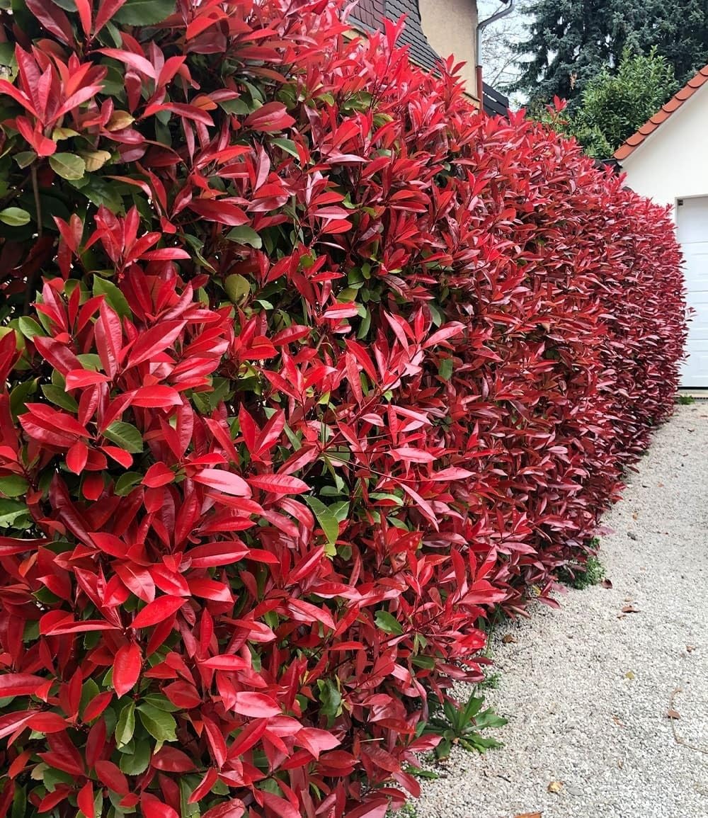 BALDUR Garten 1x immergrn Photinia-Hecke 'Red Robin', Pflanze im 9x9  cm-Topf, Glanzmispel winterhart, mehrjhrig und schnellwachsend,  Heckenpflanze, Photinia fraseri 'Red Robin', blhend : Amazon.de: Garten