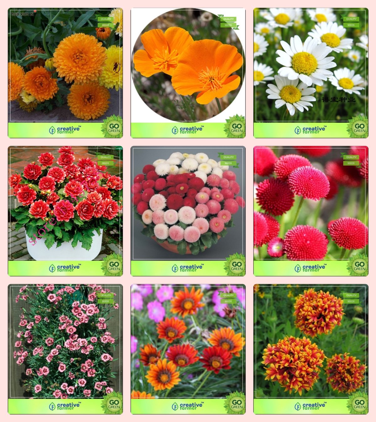 Creative Farmer Flower Seeds : Flower Seeds Combo Calendula Orange, California, Chrysanthemum, Dahlia -Unwin, Daisy-Double, Daisy- White, Dianthus-Scarlet Red, Gazania-Dwarf and Others -1 Packs (B076M6FNFG) Amazon Price History, Amazon Price Tracker