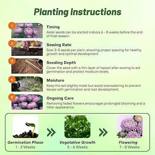 Miniatura 5 de Outsidepride Dwarf Milady Aster Seeds  1000 piezas de semillas de flores anuales, resistentes y aptas para polinizadores para plantar vibrantes