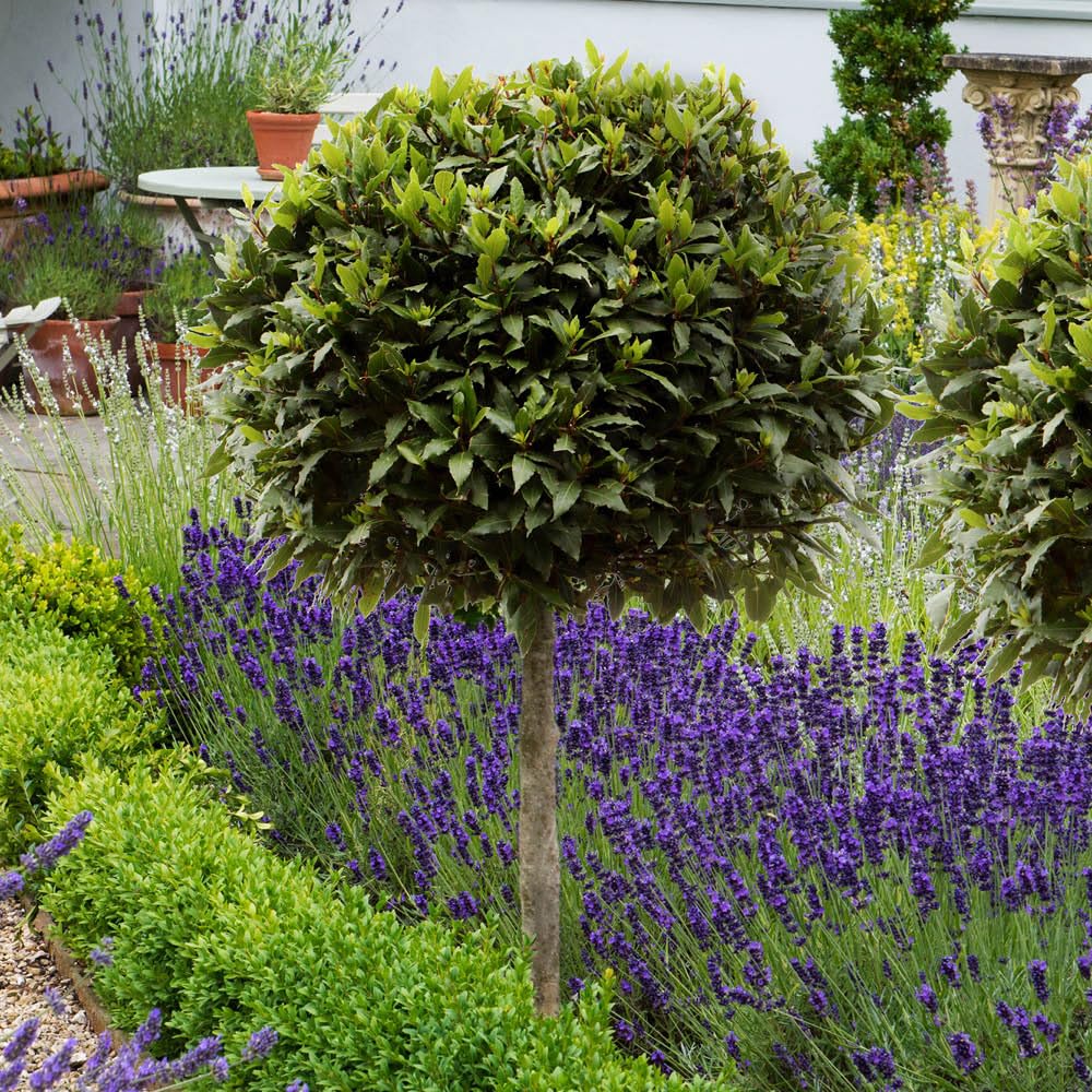 YouGarden Bay Tree Standard Tree 70-80cm Tall, Single Garden Ready Potted Bay, for Patios and Gardens, Edible Plant Grow Your Own Herbs