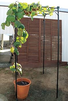 81eSdOfzlPL._AC_UF350,