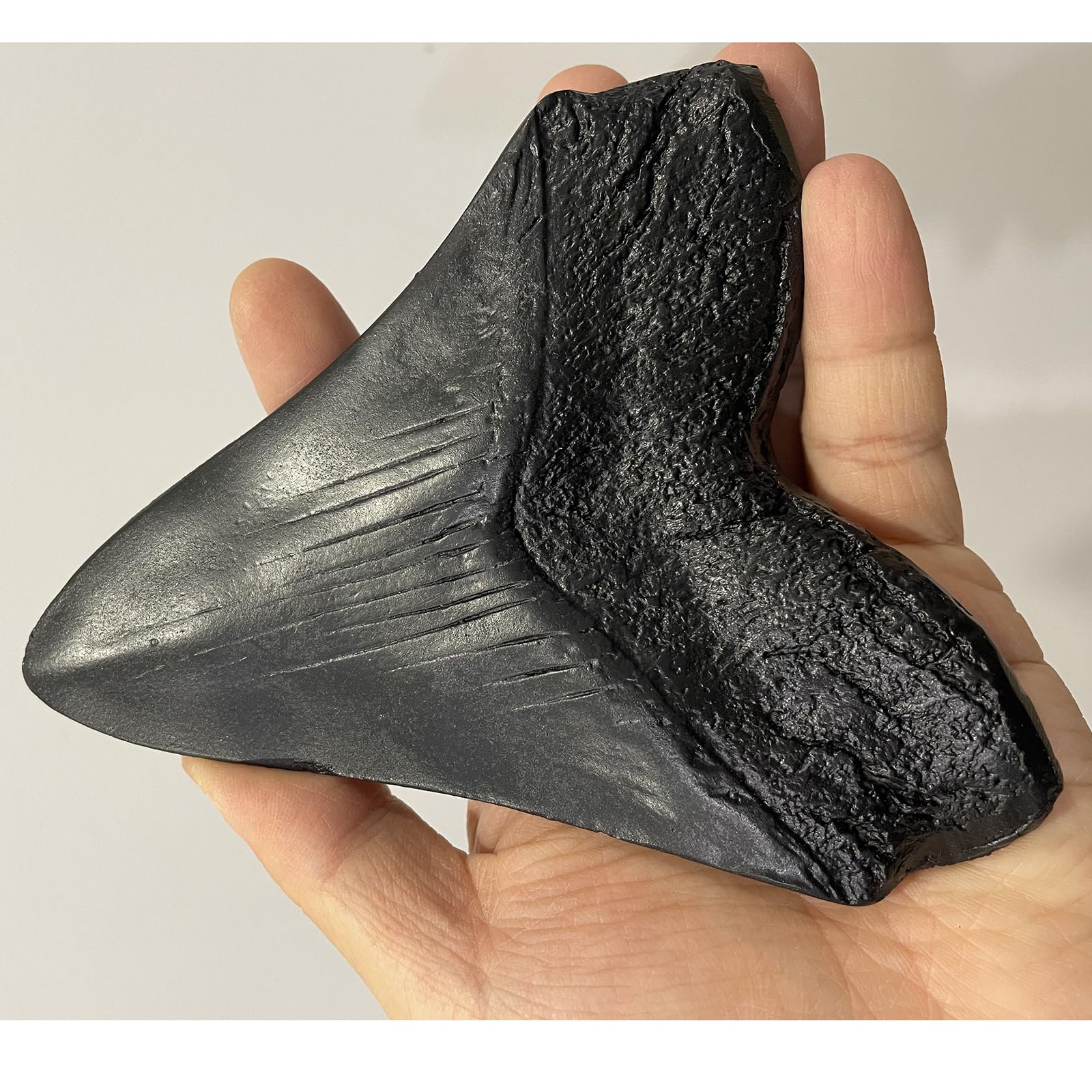 Modelo de Diente de tiburón de Resina Megalodon - Modelo fósil paleontológico - para decoración de Oficina de Adorno de Tienda de Mesa