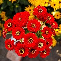 Vista 40 de Eden Brothers - Semillas de zinnia, cactus con flores, sin OMG, plantar en primavera, paquete, flores de bajo mantenimiento, zonas 3, 4, 5, 6, 7, 8