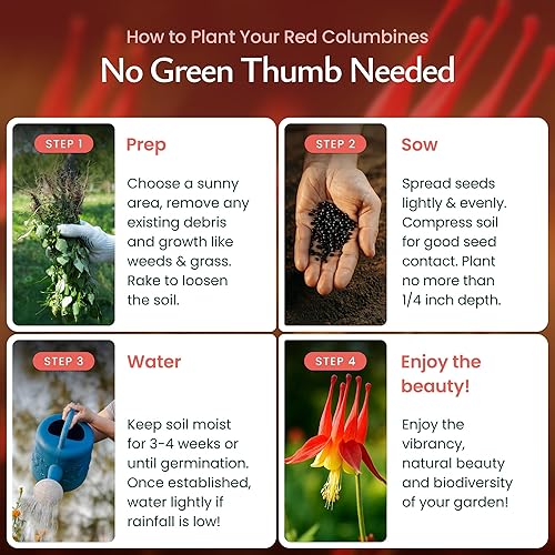 Miniatura 4 de Created By Nature Semillas de flores de columbina roja, 1,450 semillas, flores silvestres perennes