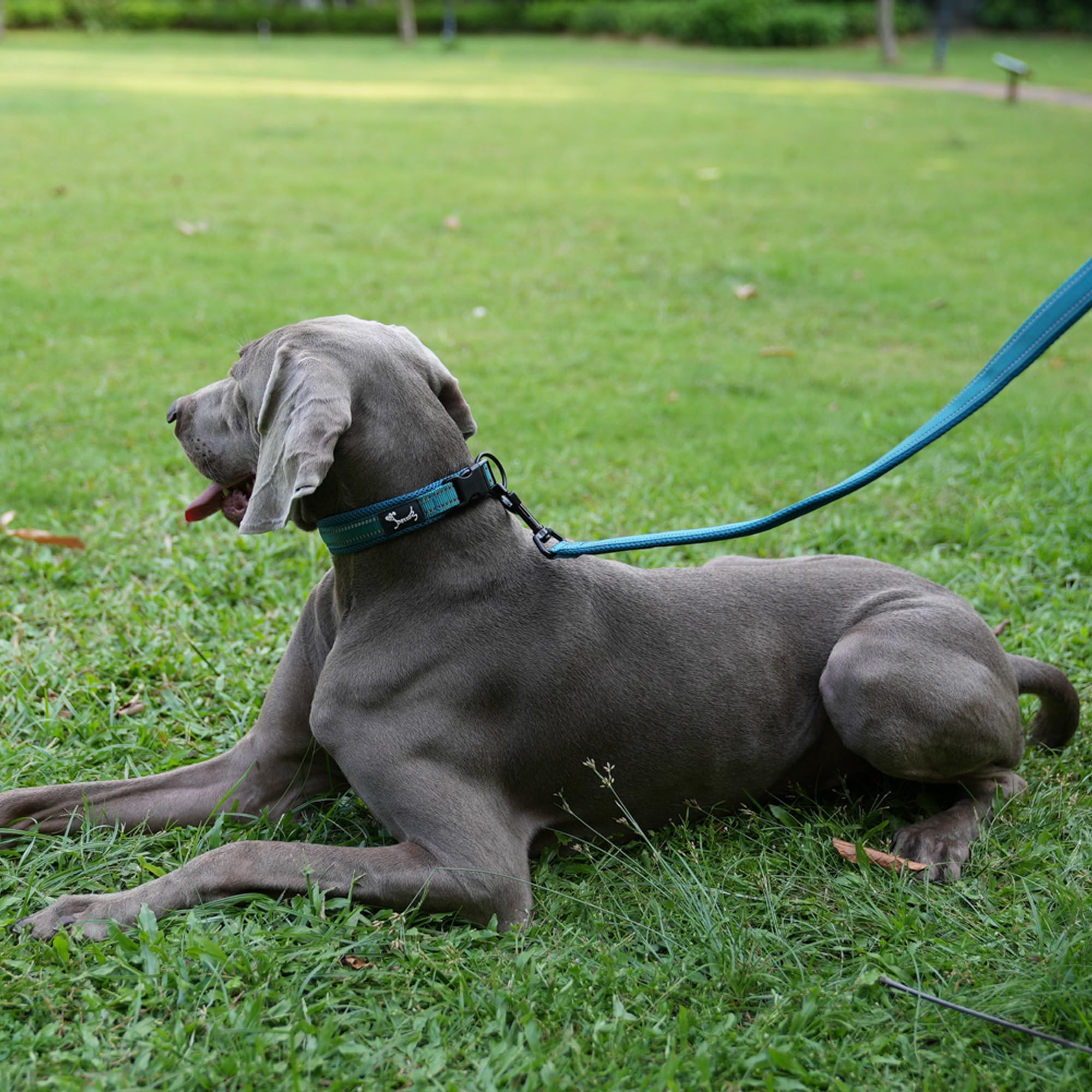 PETTOM Laisse pour Chien, Laisse Dressage Chien Grand Moyen Petit, Poignée Rembourrée, Réfléchissant(Bleu, 2m)