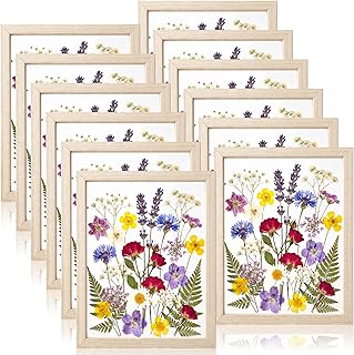12 Pack Pressed Flower Frames 8x6, Double Clear Acrylic Floating Picture Frame for Botanical Specimen, Wooden Herbarium Display Frame for Wall or Tabletop, DIY Flower Preservation Decor