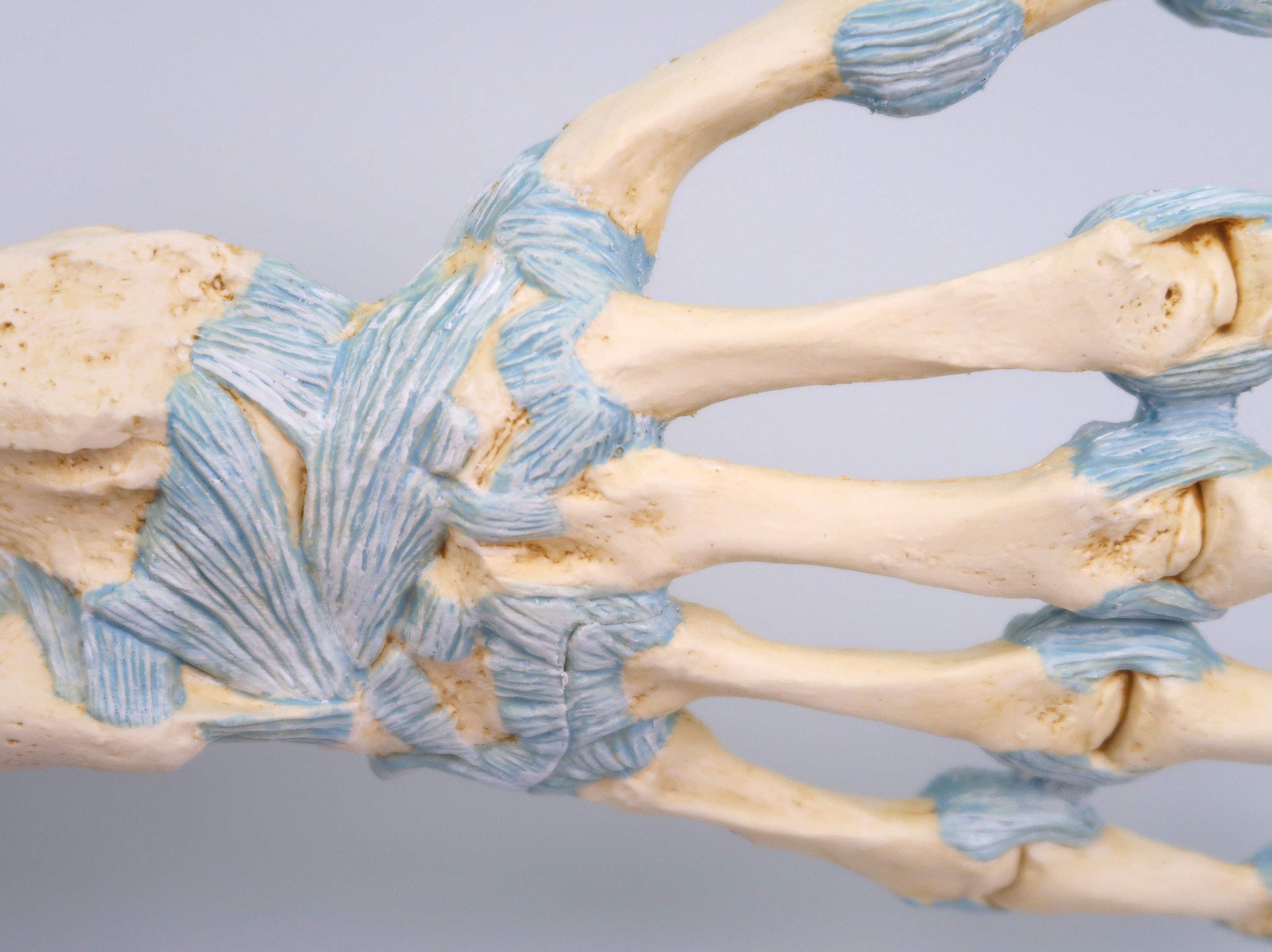 3B Scientific M33 Modelo de anatomía humana Modelo del Esqueleto de la Mano Con Ligamentos y Túnel Carpi + App de anatomía gratuita - 3B Smart Anatomy