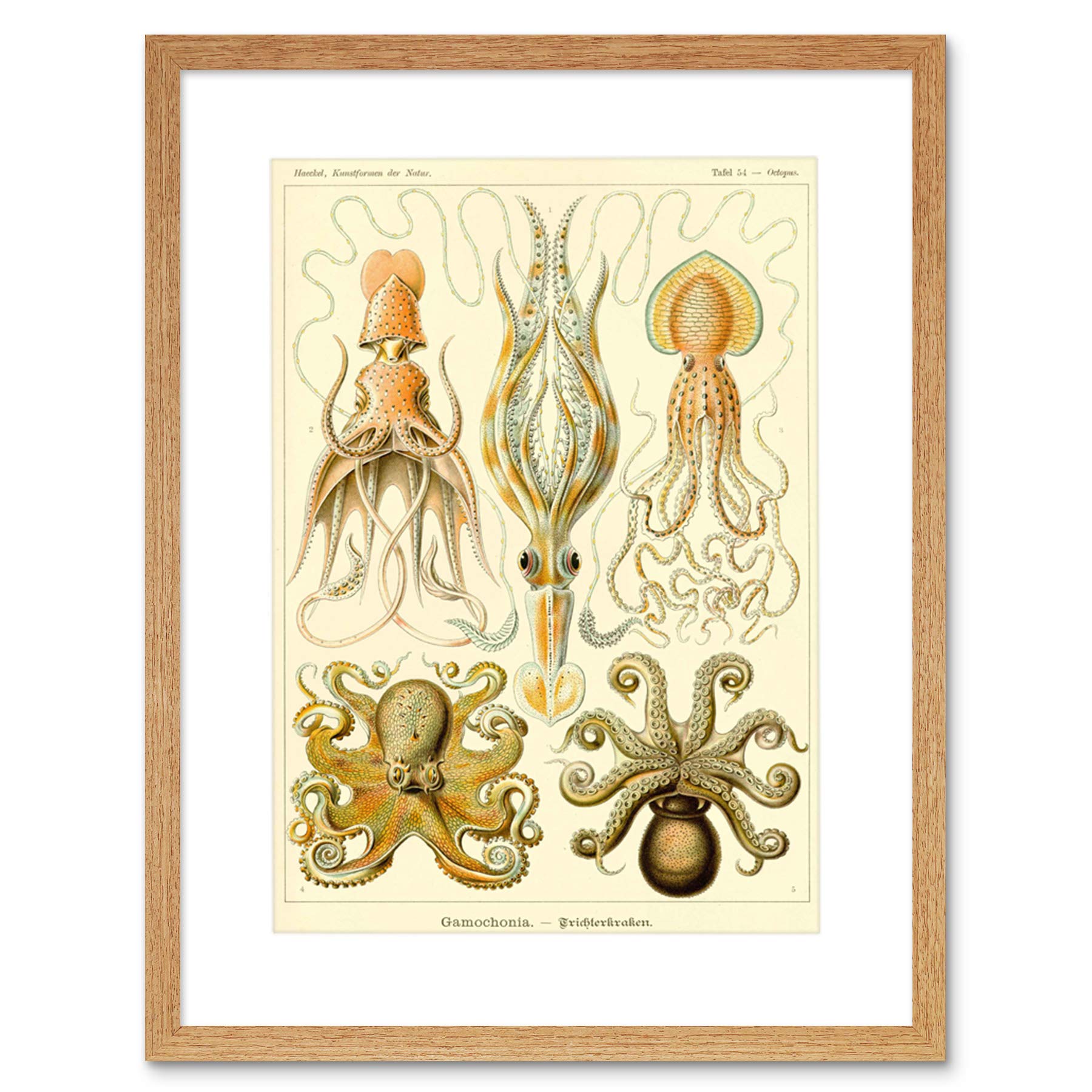Wee Blue Coo Nature Ernst Haeckel Octopus Biology Germany Framed Art Print Picture F12X616