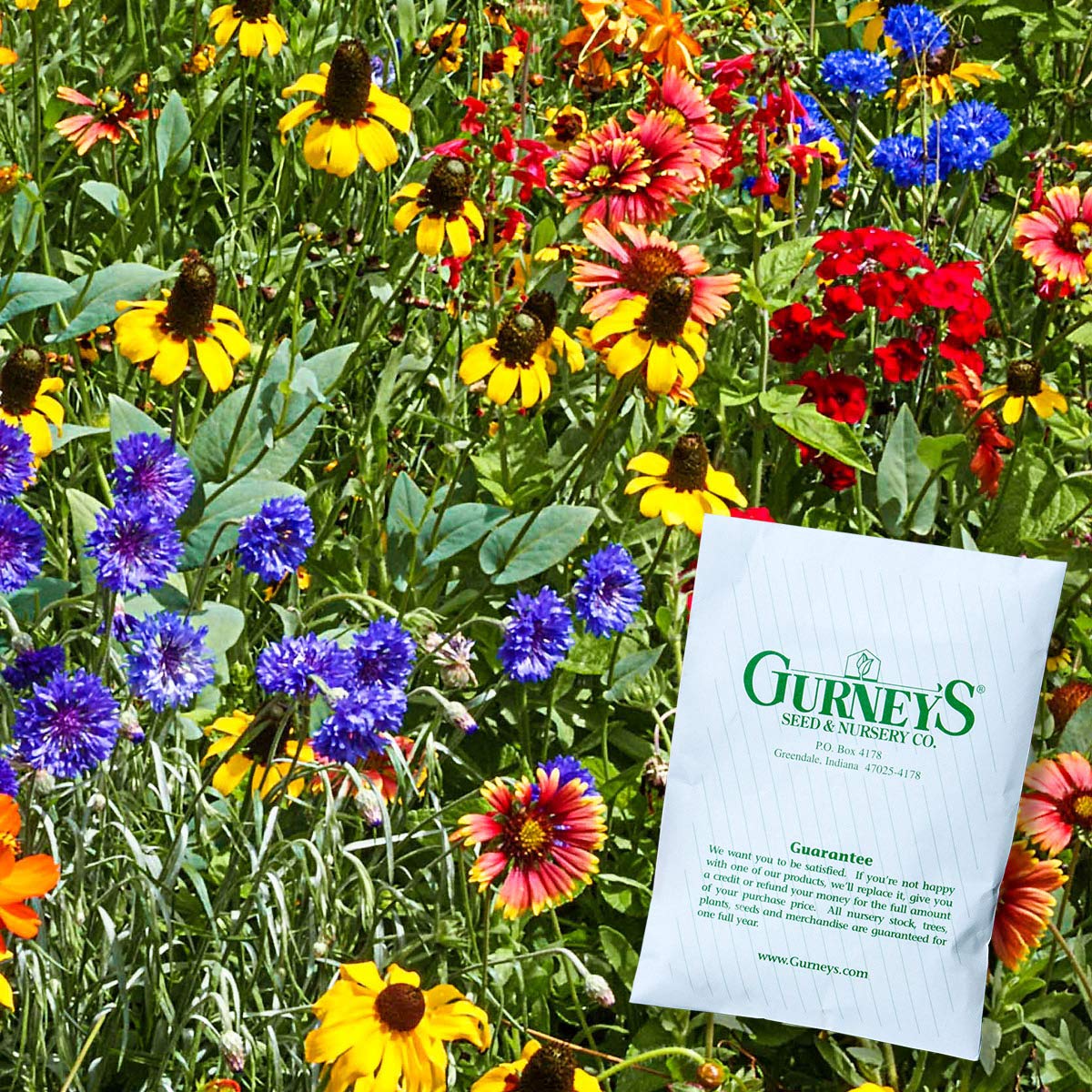 Amazon.com : Native Perennial Wildflower Seed Mixture - Multi