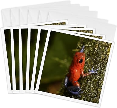 3dRose Strawberry Poison-Dart Frog 6 Greeting Cards with envelopes