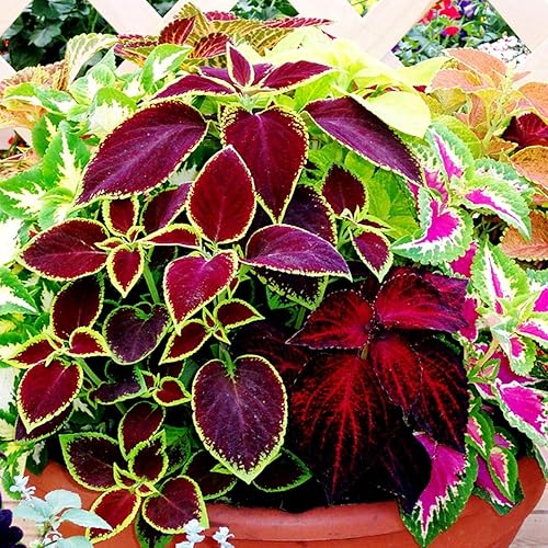 Miniatura 3 de Coleus Blumei Seed Mix - Ortiga pintada con aproximadamente 200 semillas para plantar sin OMG