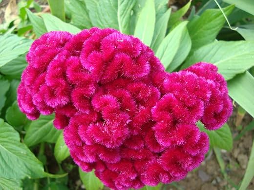 Creative Farmer Flower Seeds : Lalmurga Garden Seeds For Flower Plants Flower Seeds Ornamental Rare Color (6 Packets) Garden Plant Seeds
