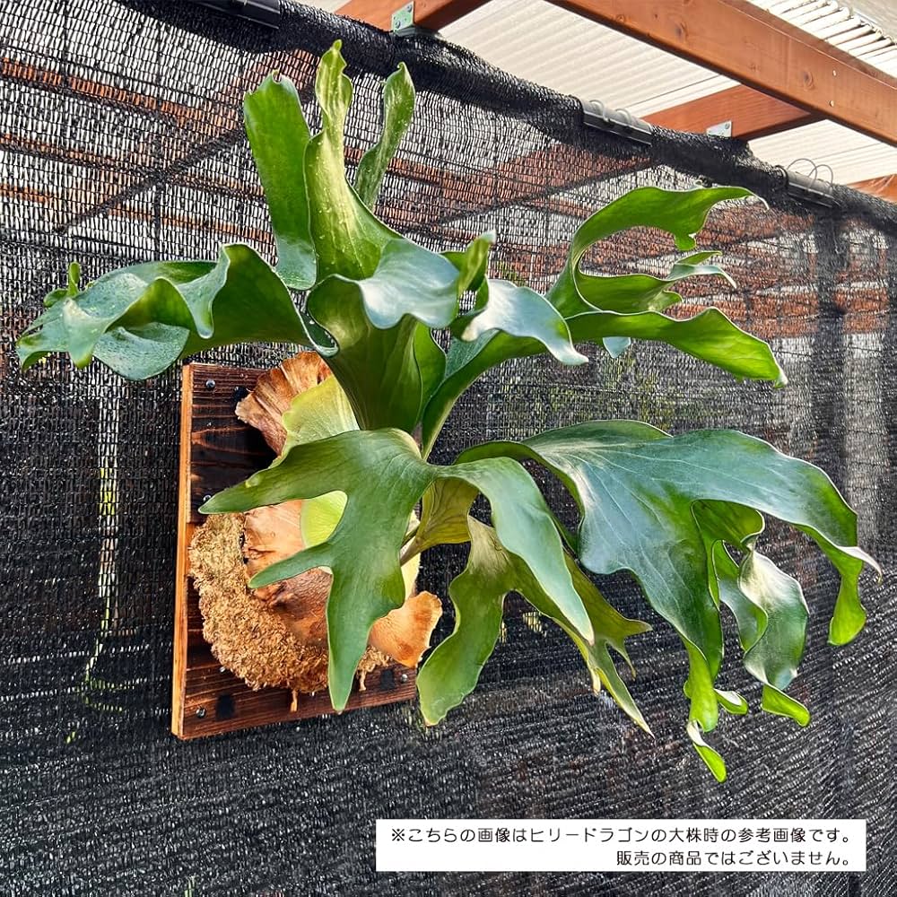 Amazon|【おしゃれな壁掛け観葉植物】ビカクシダ ヒリー ドラゴン Amazon|【おしゃれな壁掛け観葉植物】ビカクシダ ヒリー ドラゴン