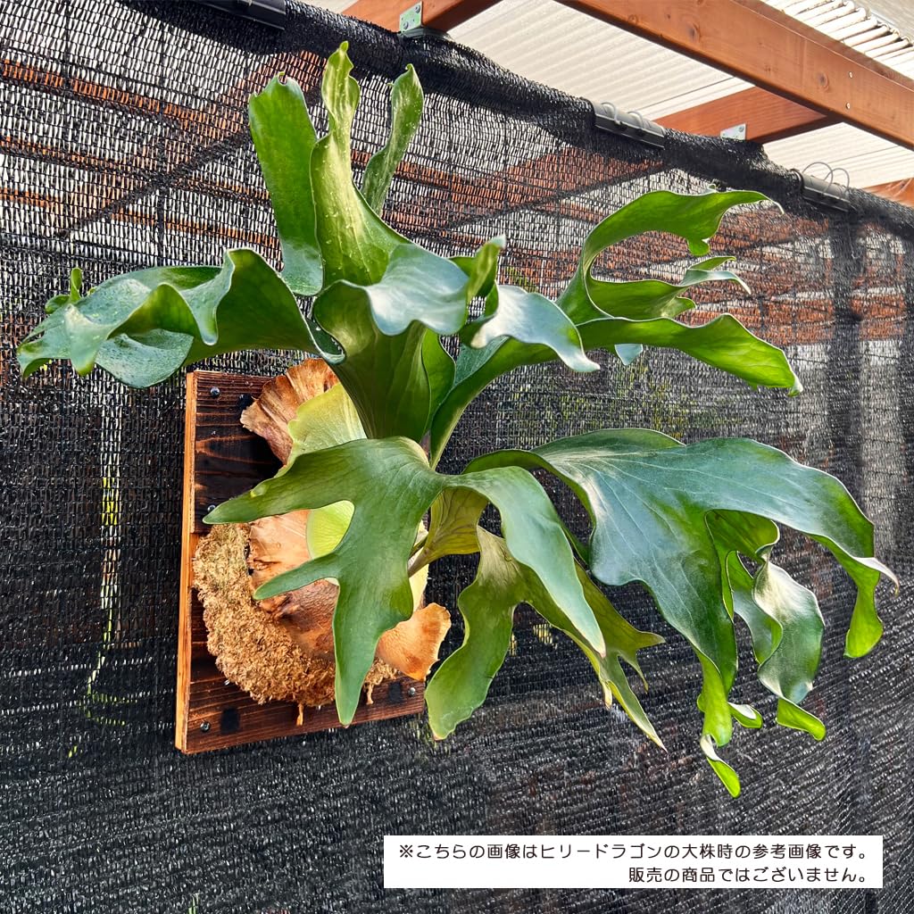 Amazon｜【おしゃれな壁掛け観葉植物】ビカクシダ ヒリー ドラゴン 中