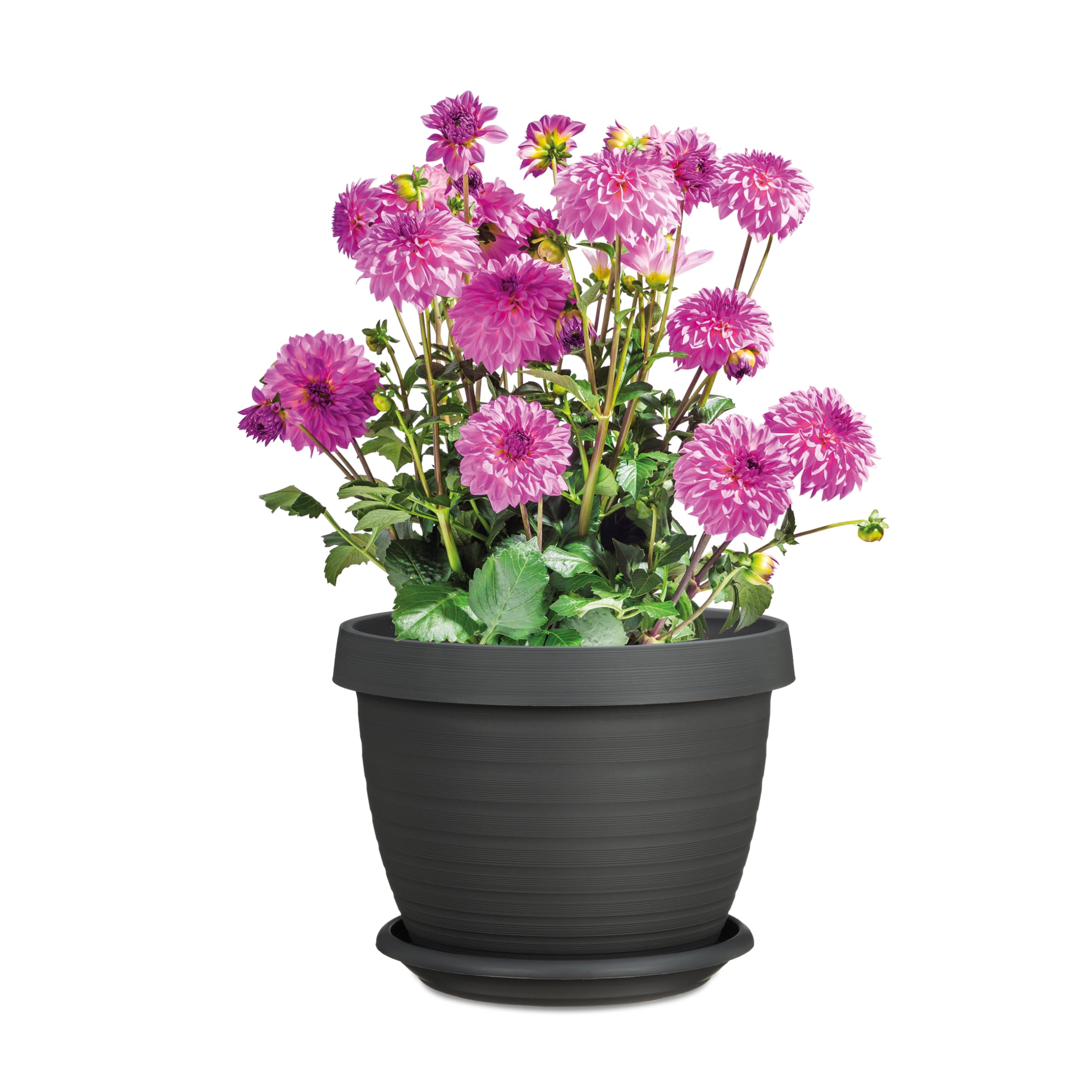 Scheurich 3er Set Blumentöpfe Country Star mit Untersetzern, Grau, Ø 39 cm, H 30 cm