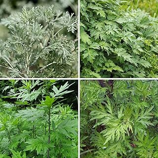 Absinthe - Artemisia Absinthium Herb Seeds, Home Garden Planting by Heirloom Garden, 1000 Seeds