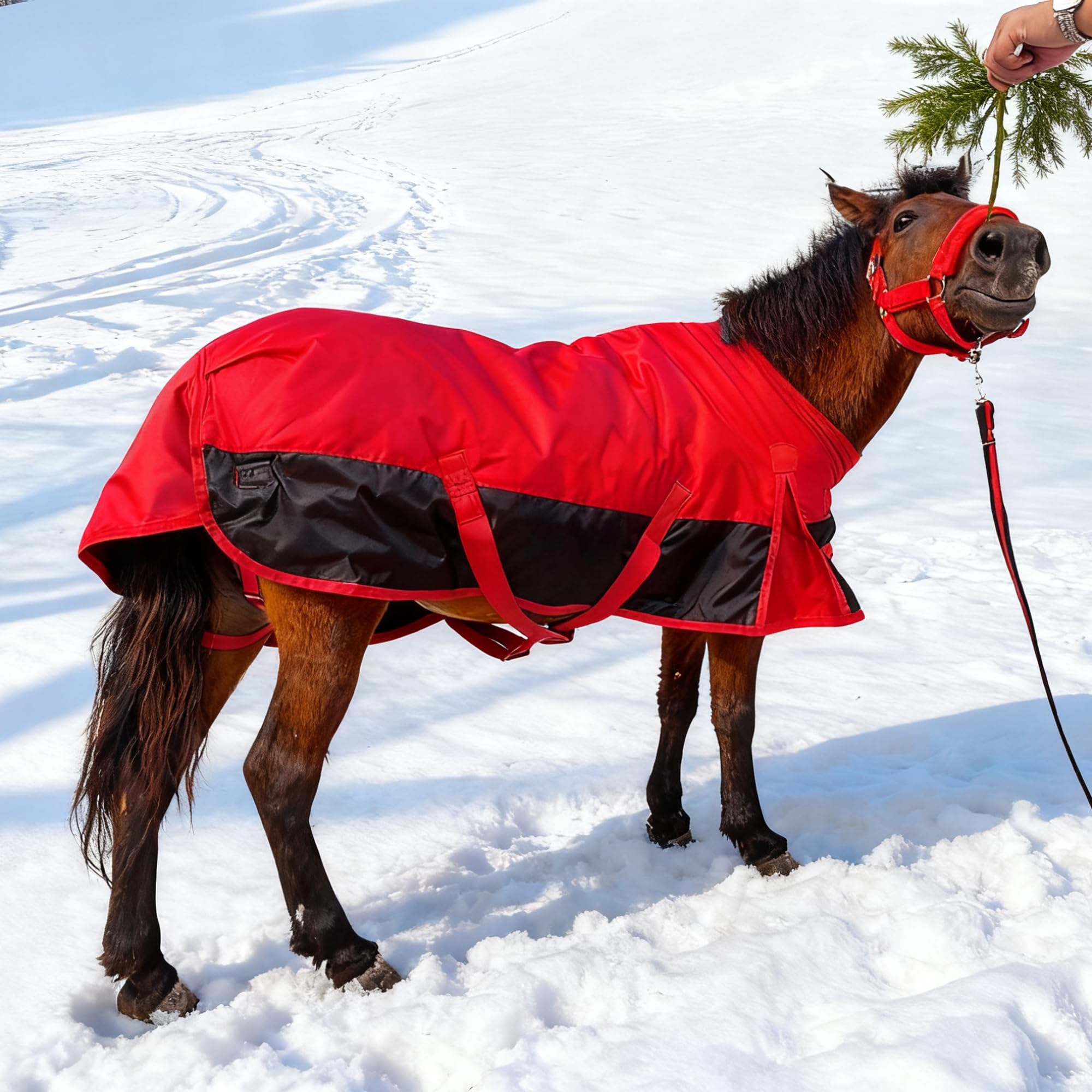 Manta de caballo pequeño, pony, potro, miniatura, 1600 denier, manta para el cuidado del caballo, manta impermeable y transpirable (relleno de 220 g)