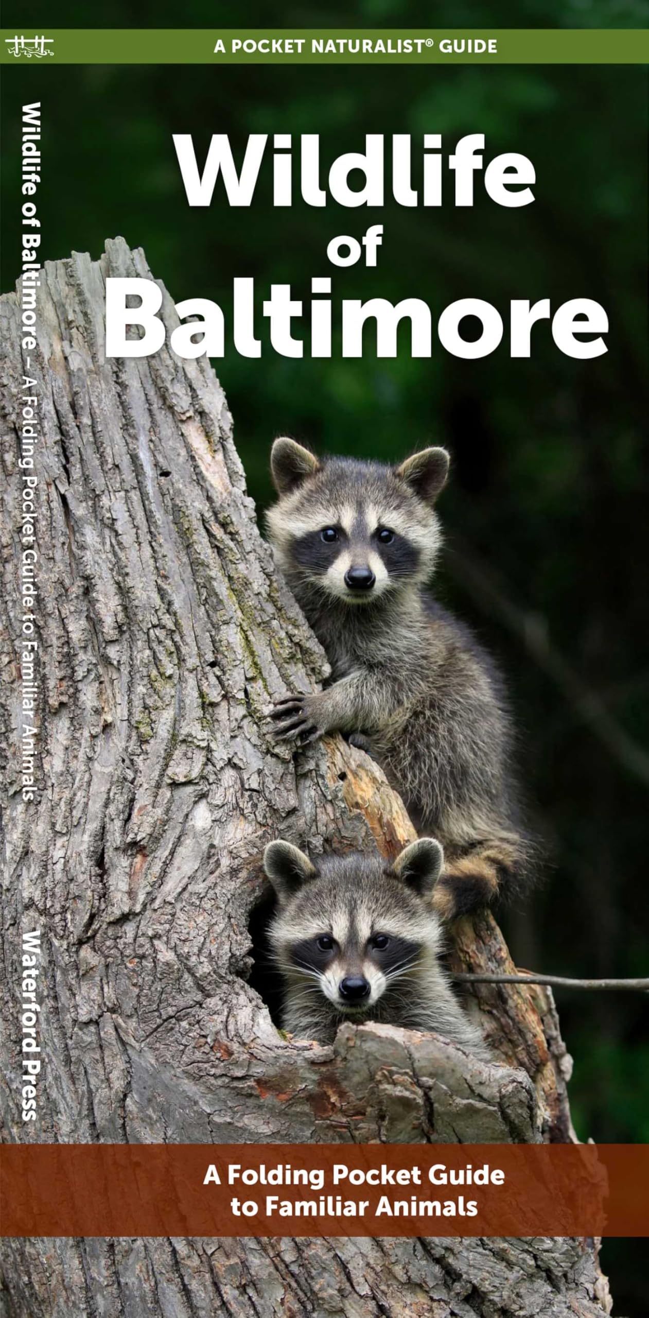 Wildlife of Baltimore: A Folding Pocket Guide to Familiar Animals (Nature Observation North America)
