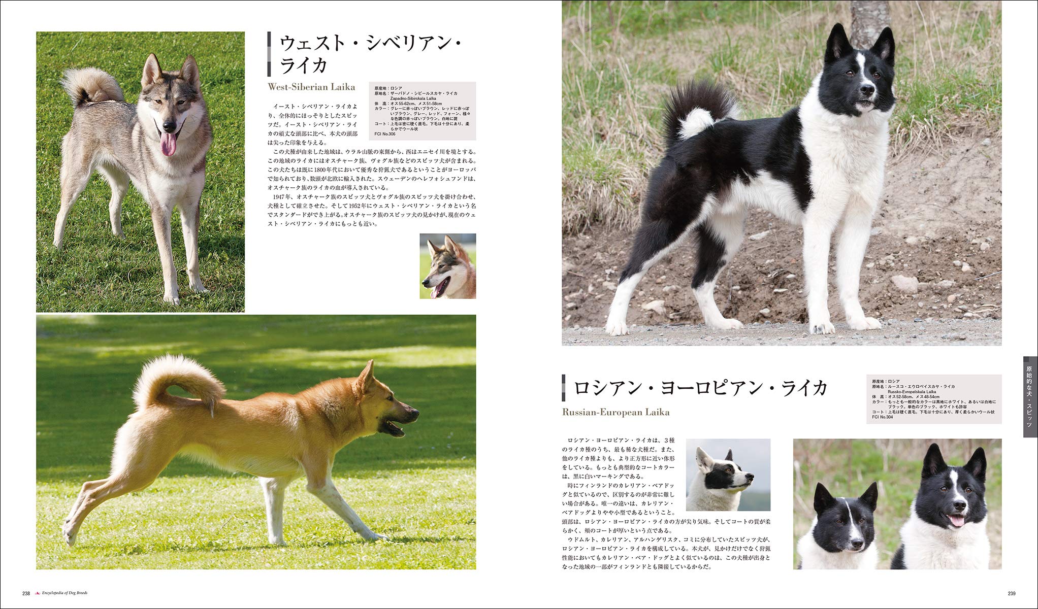 増補改訂 最新 世界の犬種大図鑑 原産国に受け継がれた犬種の姿形 430種 藤田 りか子 本 通販 Amazon
