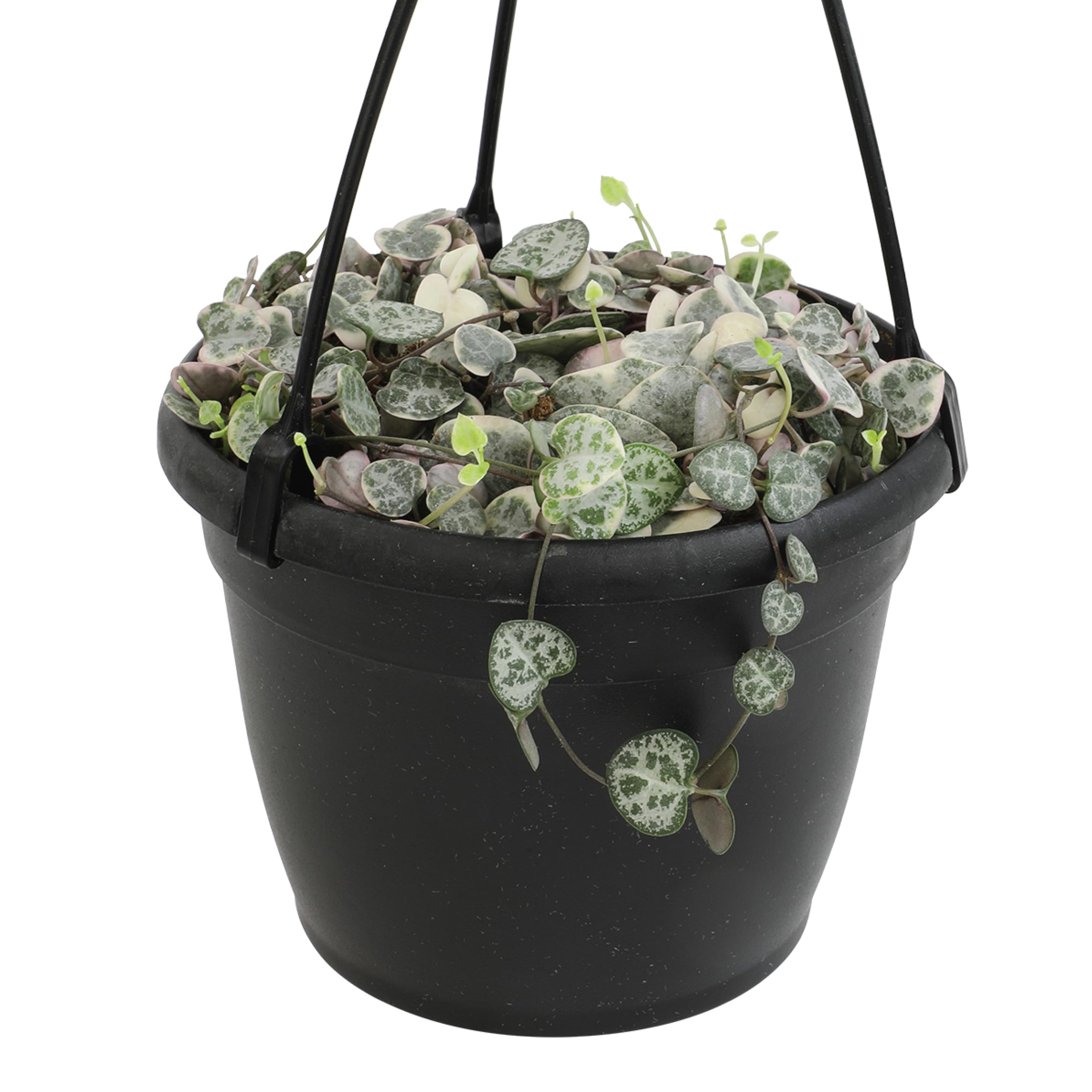 Variegated String of Hearts Hanging Basket