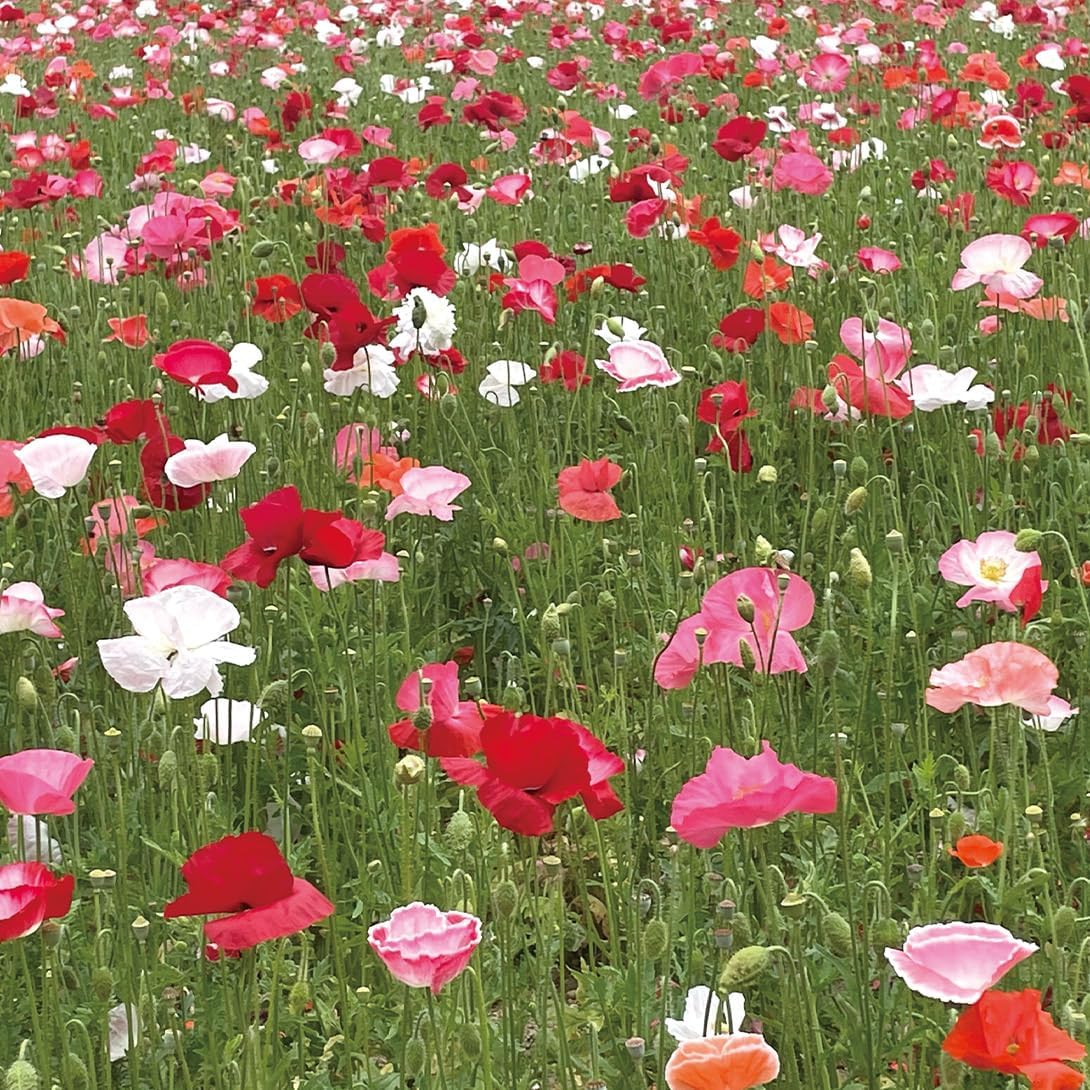 種 花たね 大量たね ヒナゲシ 1袋（80g） / 国華園 25年秋商品