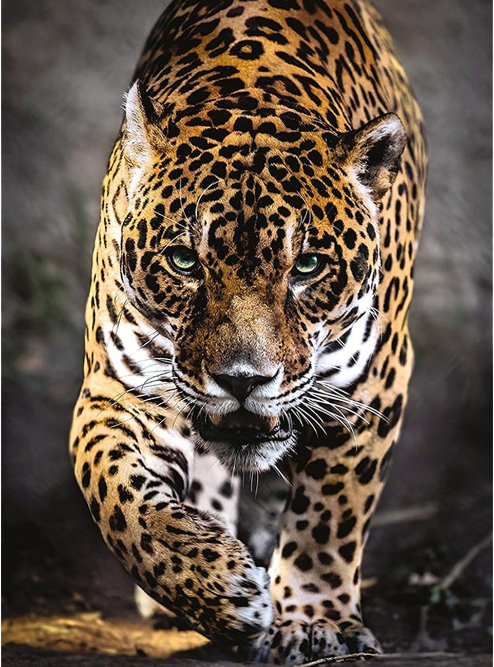 MONEIL 5D Diamond Painting Kit by Numbers Crystal Rhinestone Partial Drill Embroidery Cross Stitch DIY Art Craft Home Wall Decor (40cm x 60cm) (Leopard)