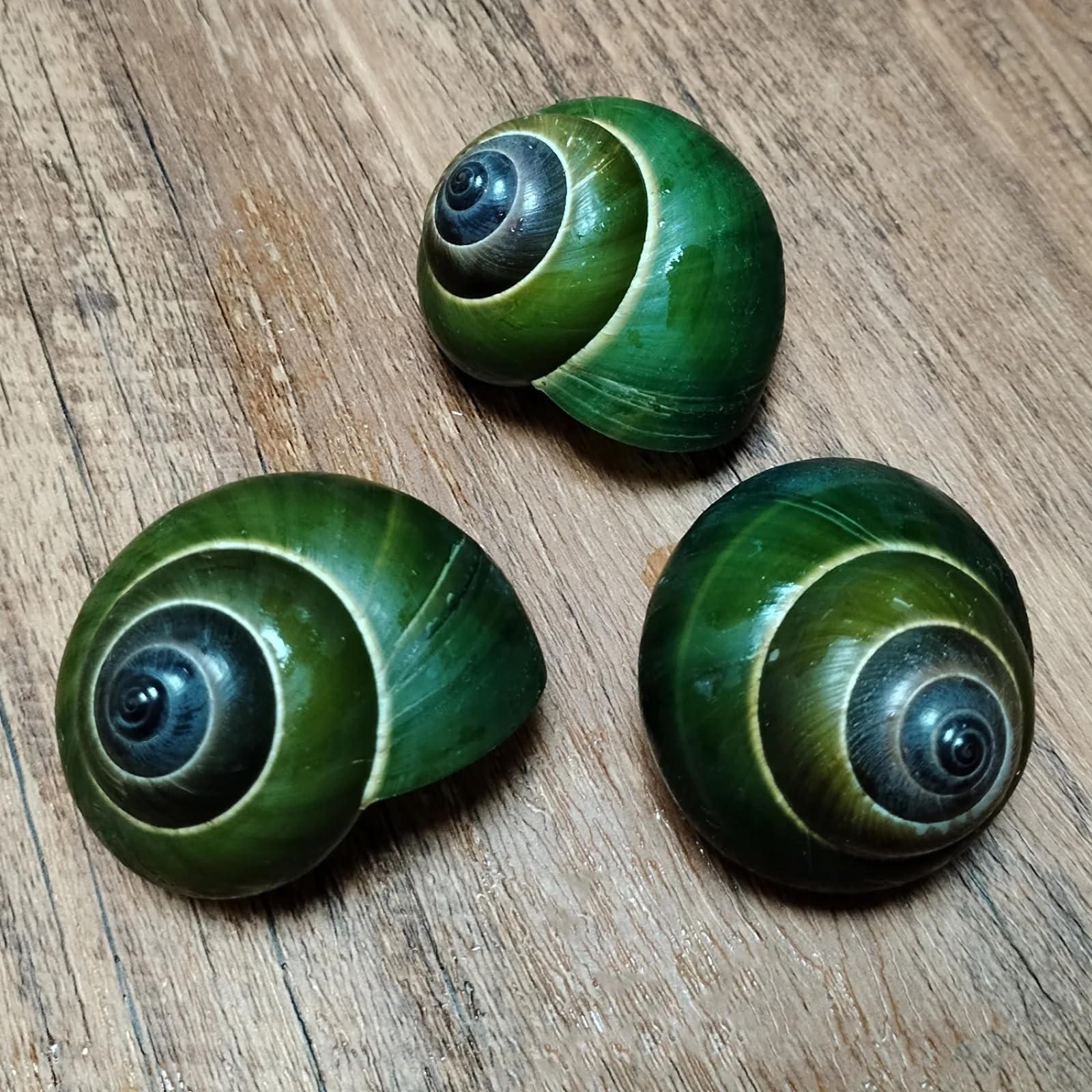 Conchiglie per artigianato, 1 pezzo, 4,5-5,5 cm, lumaca verde naturale Dyakiidae, collezione di esemplari per acquario, paesaggistica