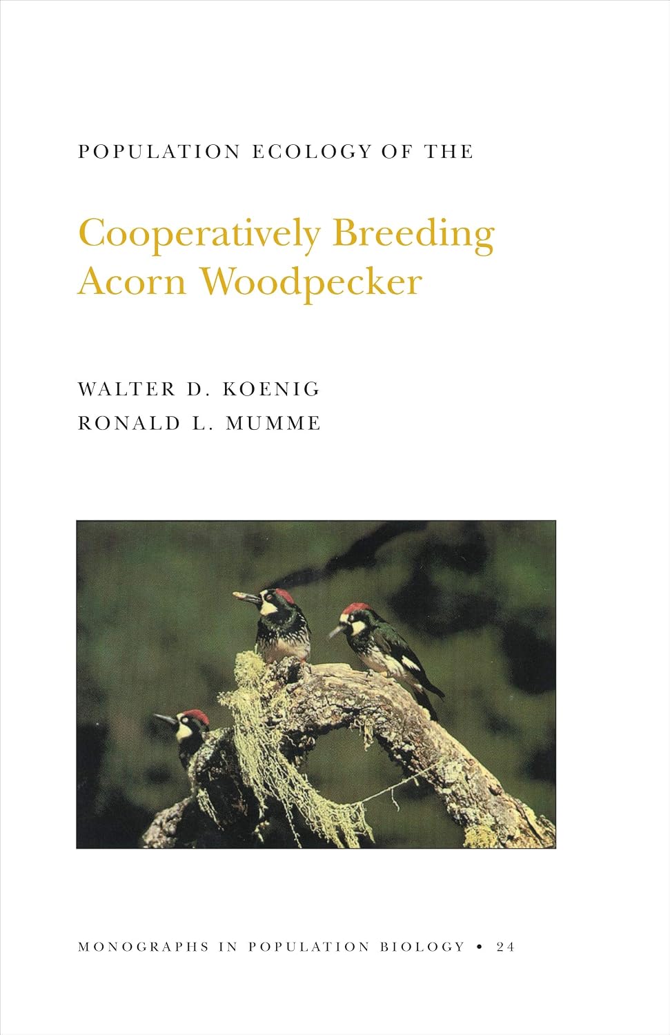 Population Ecology of the Cooperatively Breeding Acorn Woodpecker (Monographs in Population Biology Book 104)