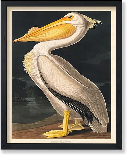Poster Master Póster vintage de James Audubon - Impresión retro de pelícano blanco - Arte de pájaros de América - Arte de pájaros - Regalo para