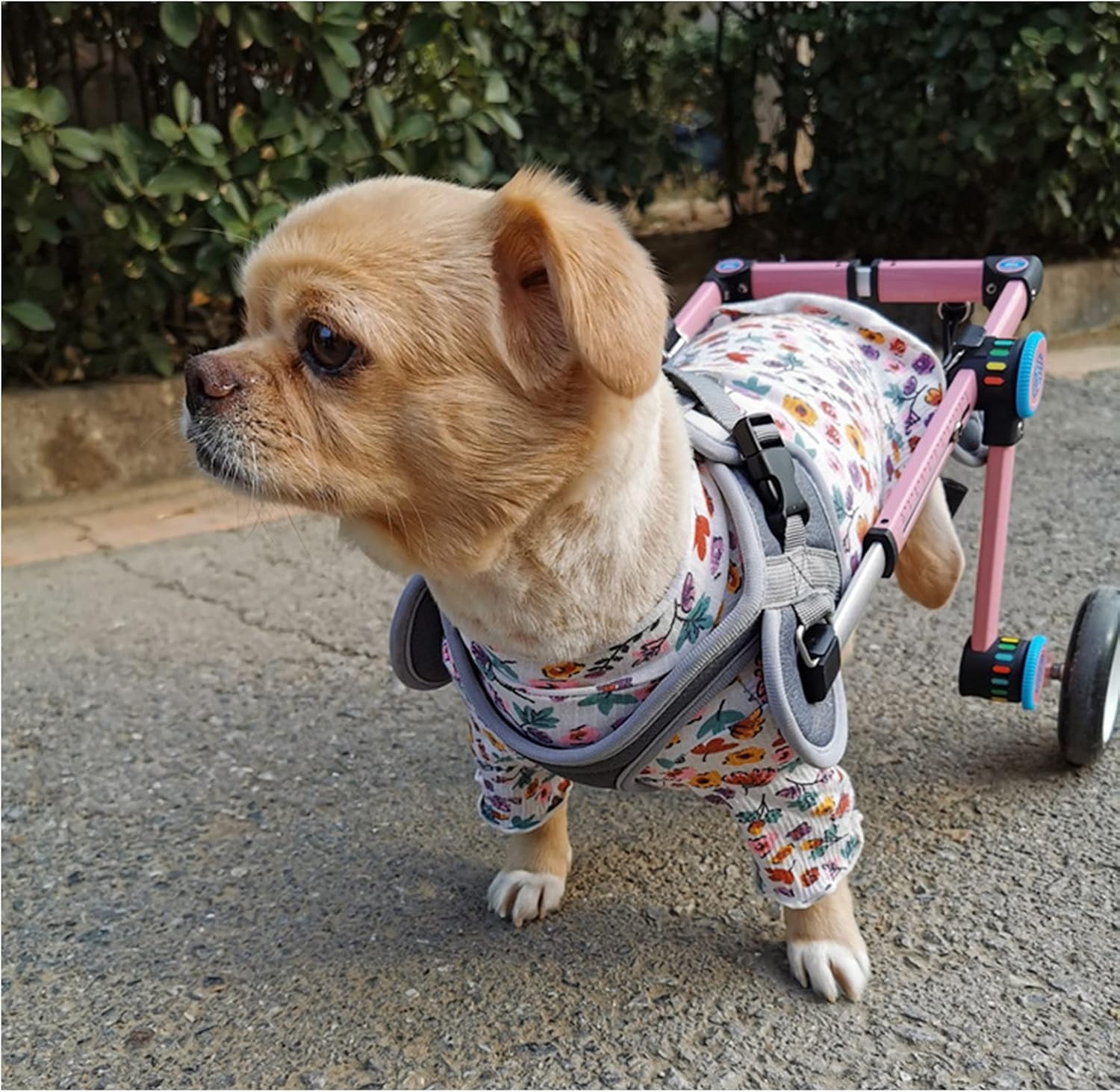 RXBFD Folding Dog Wheelchair, 2 Wheels Doggie Puppy Handicapped Pet Full Support Hind Legs Rehabilitation Cart, Easy Assemble (Color : Pink, Size : M for 16-22kg)