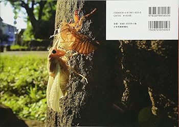 はじめて見たよ!セミのなぞ | 新開 孝, 新開 孝 |本 | 通販 | Amazon