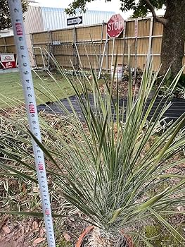 Amazon.co.jp: ユッカ エラータ 大株 幹立 耐寒性 ドライガーデン