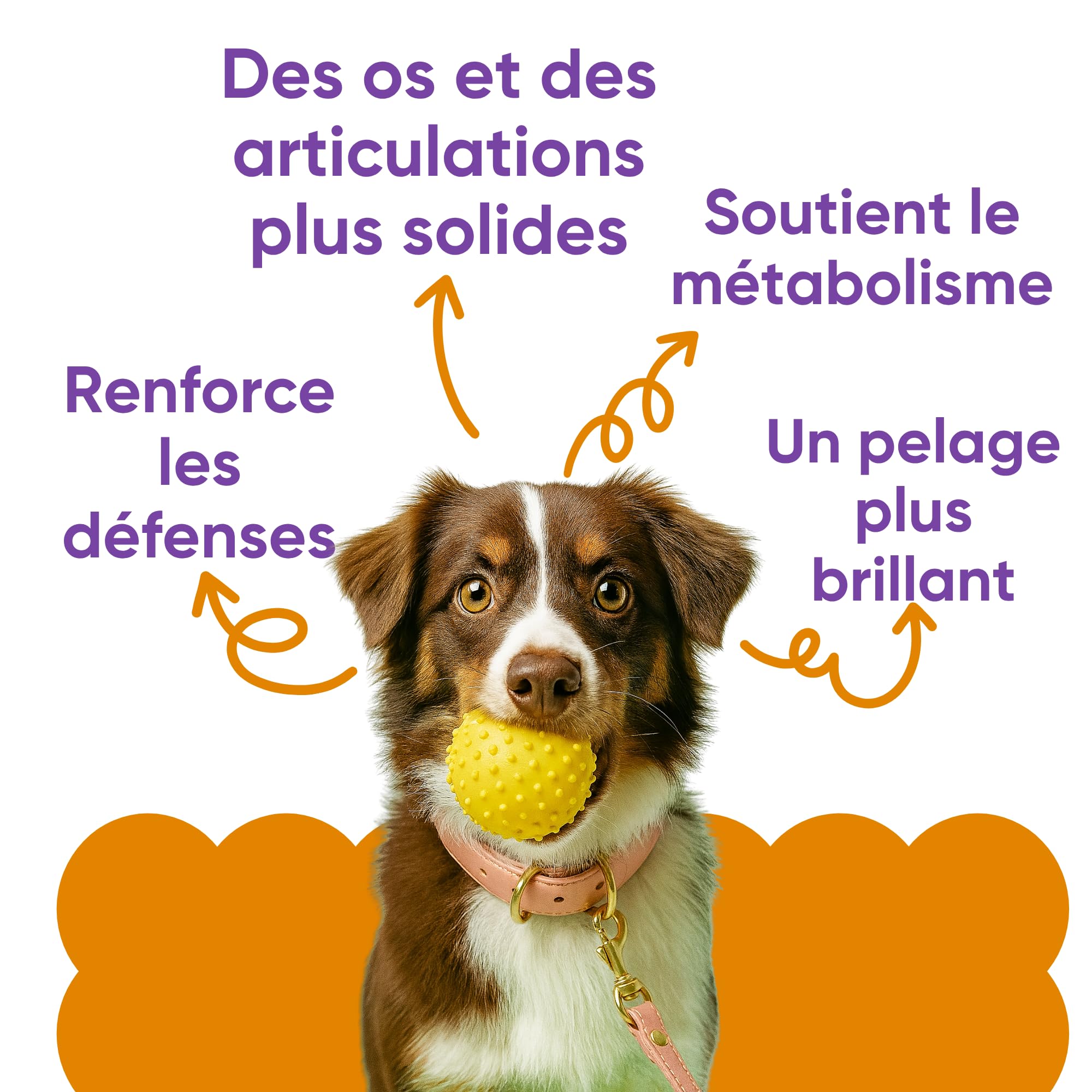 Complément Multivitaminé Complet 11 en 1 | Poudre pour Chiens (250g) | 20 Vitamines et Minéraux & Moringa Bio | sans Appétents Animaux | Idéal pour Régime Maison | Fabriqué en Italie - WELLFOOF